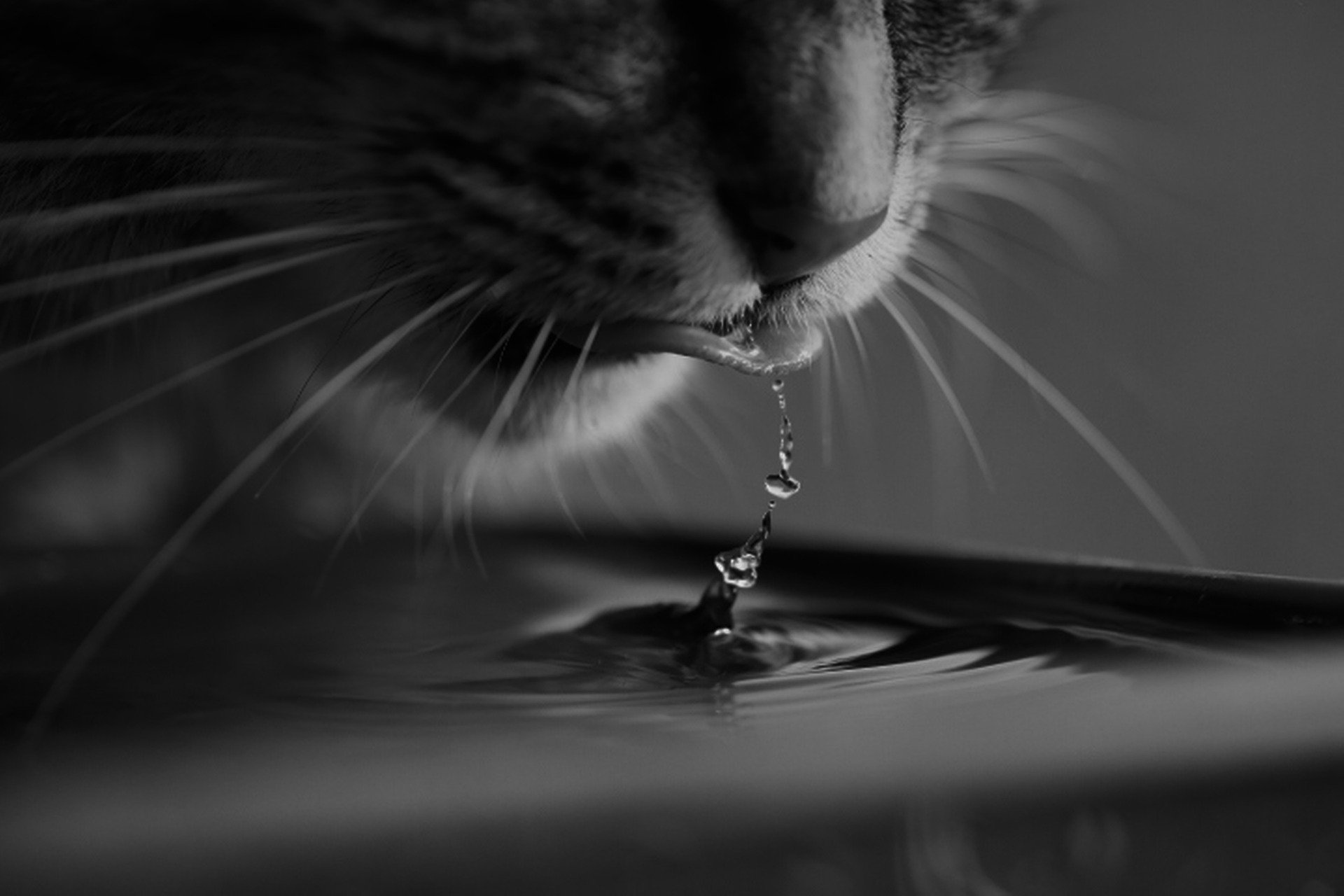 Kediler Su İçme Konusunda Neden Takıntılı?